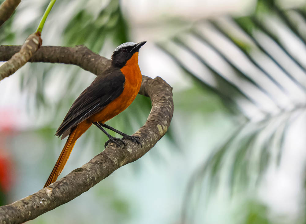 image White-crowned Robin-Chat